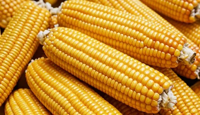 粮食收购选型中需关注的三大核心要素