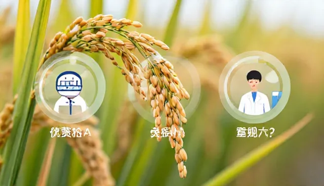 如何实现科学储粮有效保障粮食安全