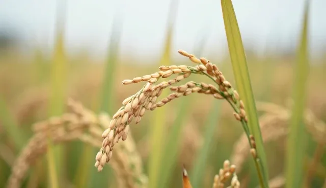 粮食政策咨询选型时如何关注核心点？