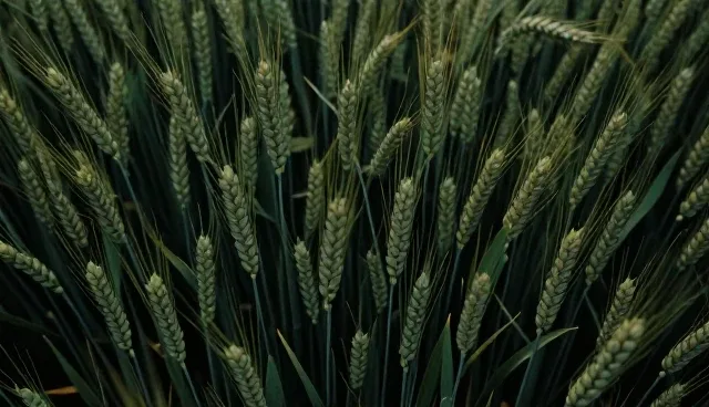 核对清单:粮食收储选型需关注哪些核心要点