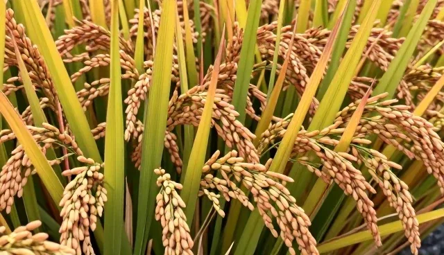 粮食储存在高湿环境下的应对策略