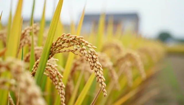 粮食收购核对清单:关键要点与实际操作