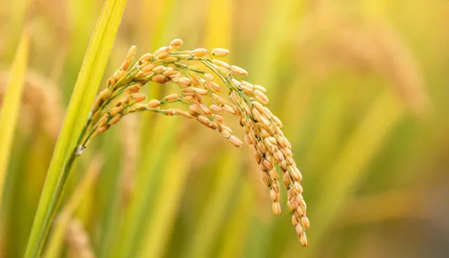 粮食收购现场如何实现高效管理